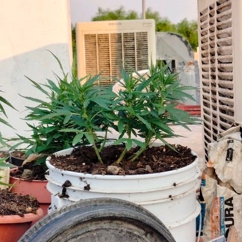 Bruce banner growlog timeline photo