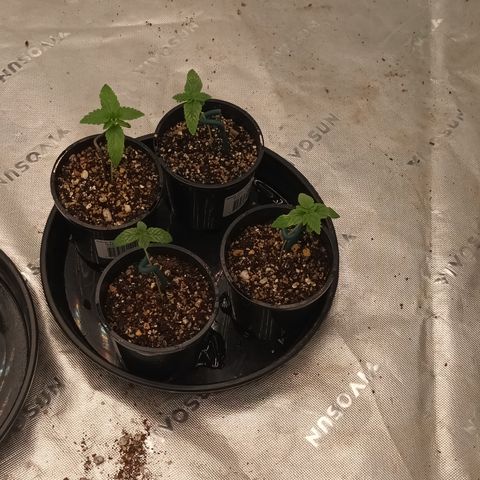 Cherry Pie  growlog photo
