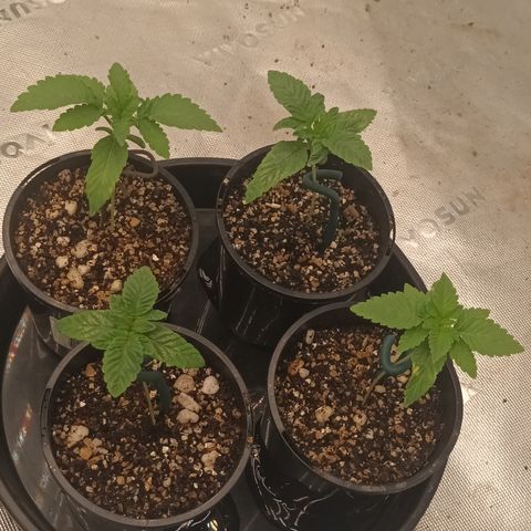 Cherry Pie  growlog photo