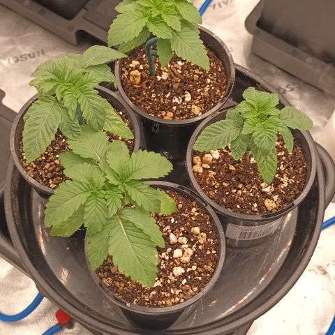 Cherry Pie  growlog photo