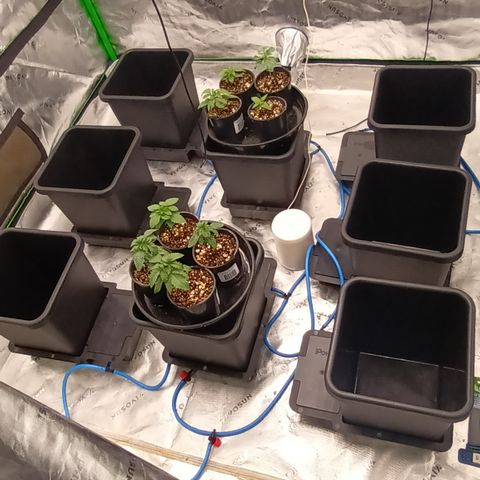 Cherry Pie  growlog photo