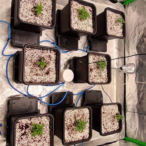 Cherry Pie  growlog timeline photo