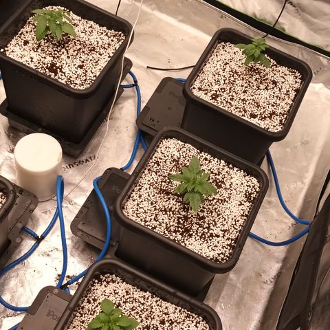 Cherry Pie  growlog photo