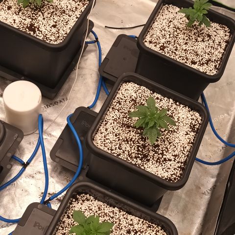 Cherry Pie  growlog timeline photo