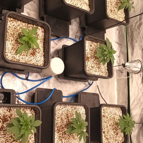 Cherry Pie  growlog timeline photo