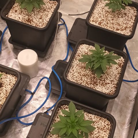 Cherry Pie  growlog timeline photo