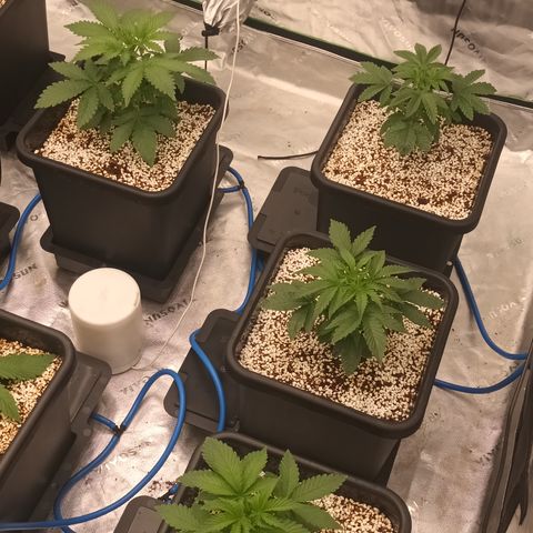 Cherry Pie  growlog timeline photo