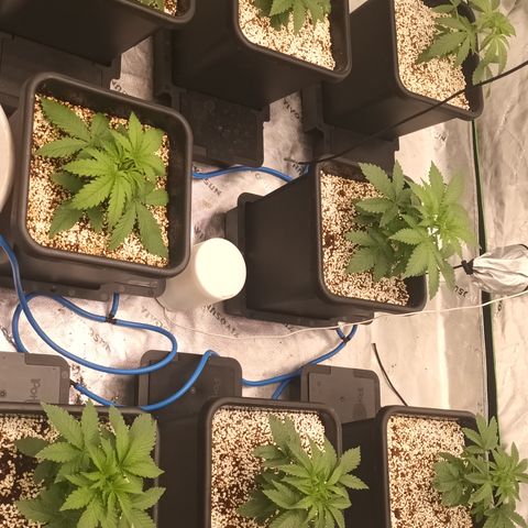 Cherry Pie  growlog timeline photo