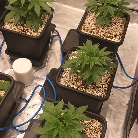 Cherry Pie  growlog timeline photo