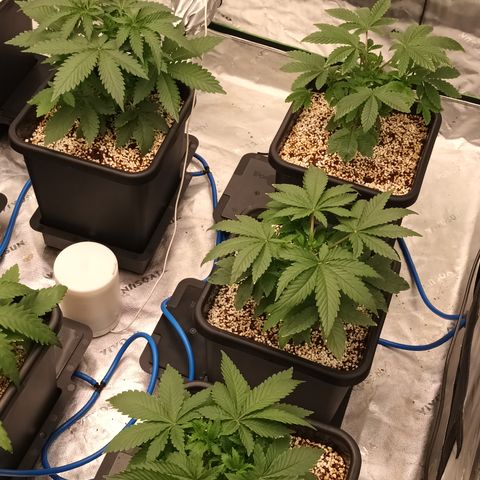 Cherry Pie  growlog timeline photo