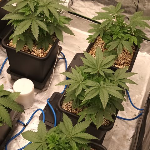 Cherry Pie  growlog timeline photo