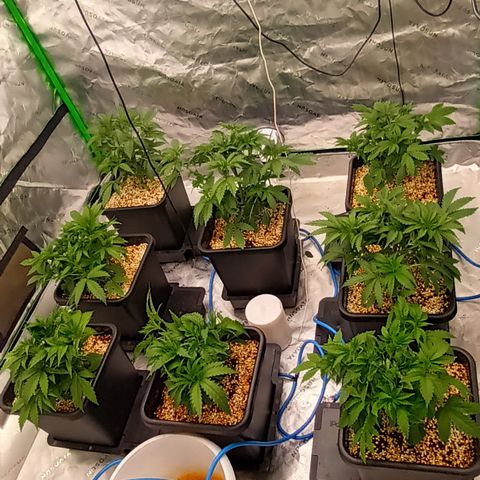 Cherry Pie  growlog timeline photo