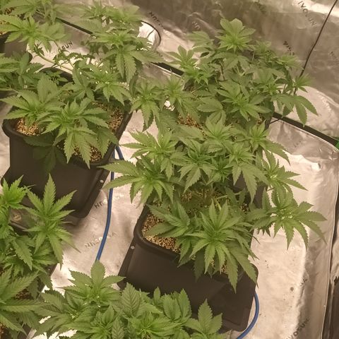 Cherry Pie  growlog timeline photo