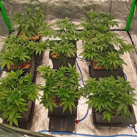 Cherry Pie  growlog timeline photo