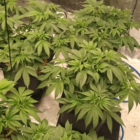 Cherry Pie  growlog timeline photo