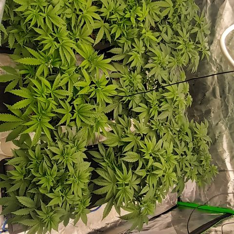 Cherry Pie  growlog timeline photo