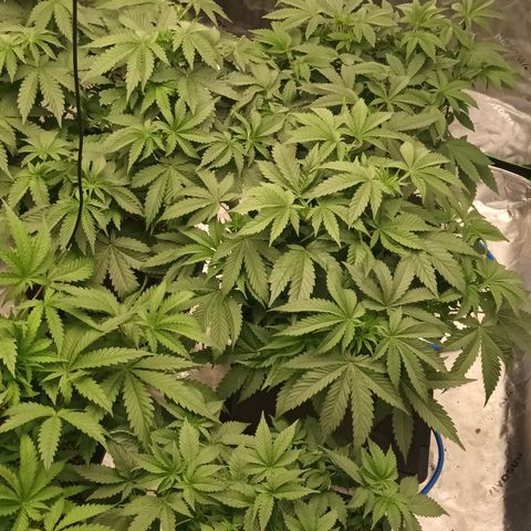 Cherry Pie  growlog timeline photo