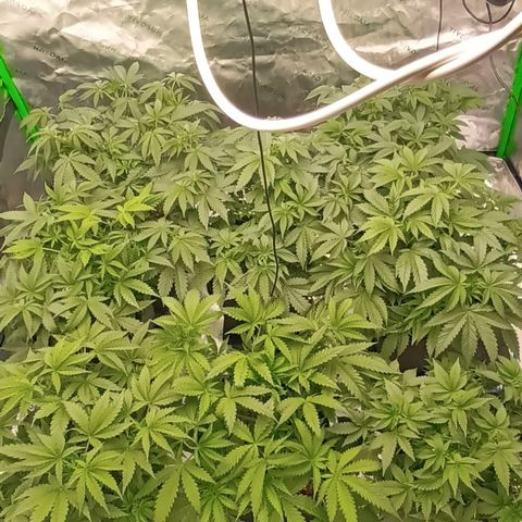 Cherry Pie  growlog timeline photo