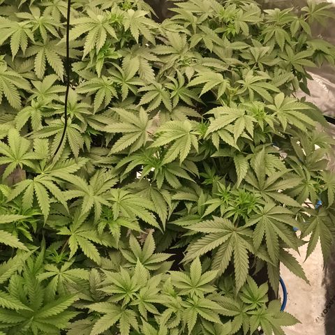 Cherry Pie  growlog timeline photo