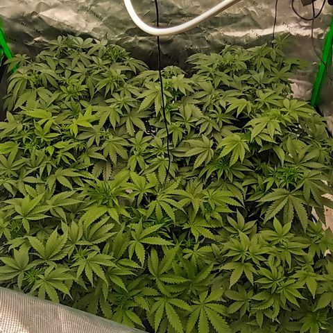 Cherry Pie  growlog timeline photo