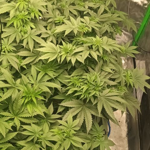 Cherry Pie  growlog timeline photo