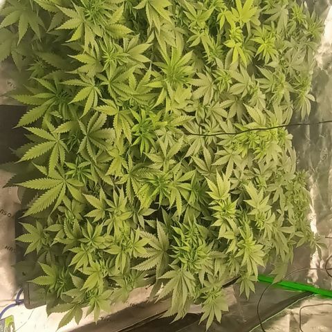 Cherry Pie  growlog timeline photo