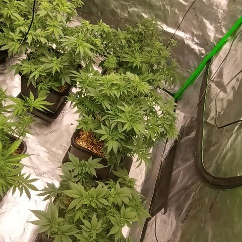 Cherry Pie  growlog timeline photo