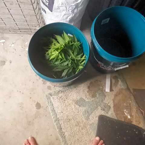 Cherry Pie  growlog timeline photo