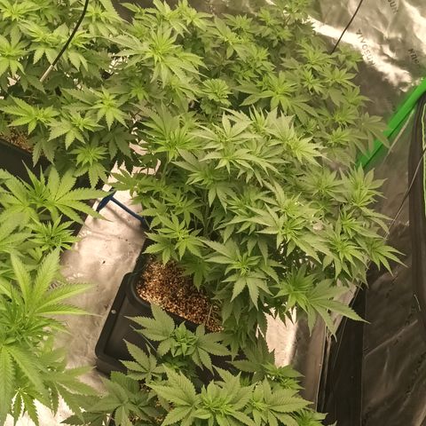 Cherry Pie  growlog timeline photo