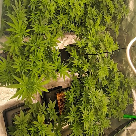 Cherry Pie  growlog timeline photo