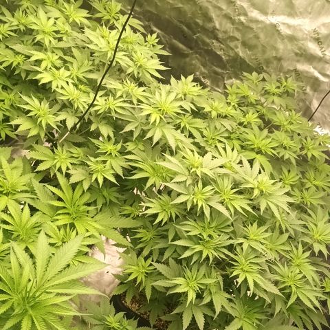 Cherry Pie  growlog timeline photo