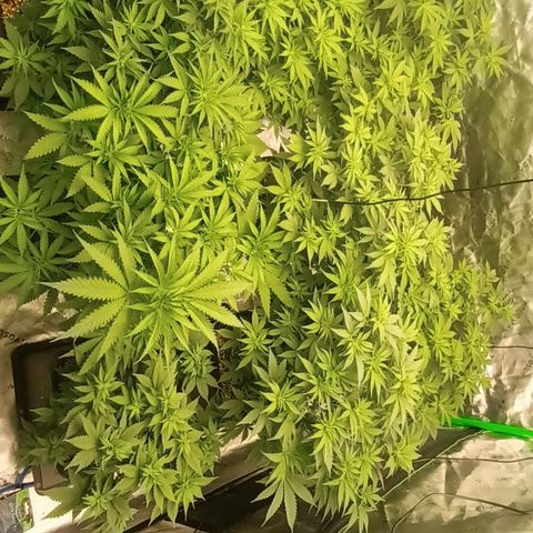 Cherry Pie  growlog timeline photo