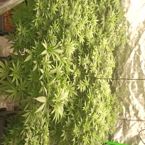 Cherry Pie  growlog timeline photo