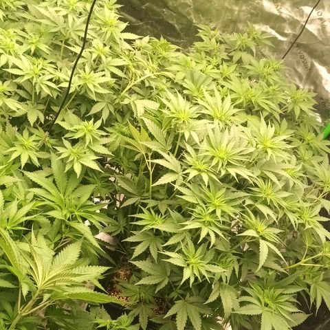 Cherry Pie  growlog timeline photo