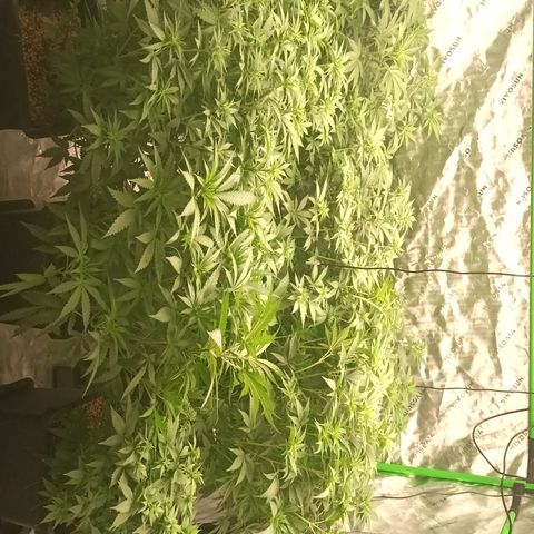 Cherry Pie  growlog timeline photo