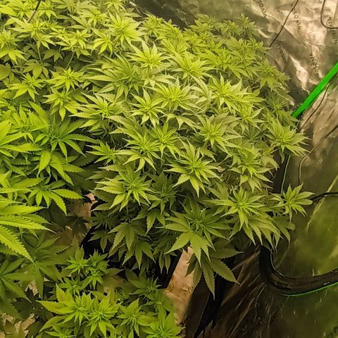 Cherry Pie  growlog timeline photo