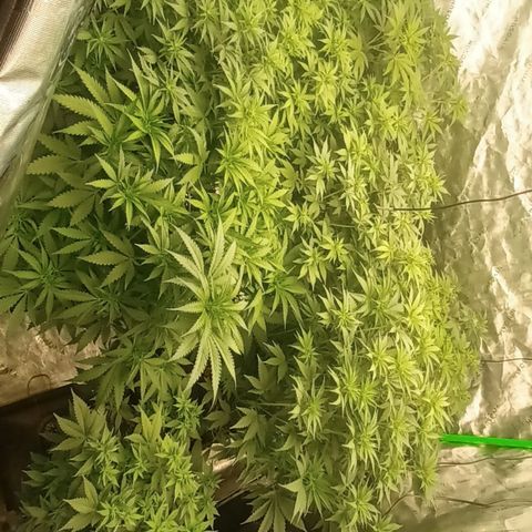 Cherry Pie  growlog timeline photo