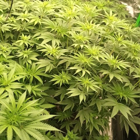 Cherry Pie  growlog timeline photo