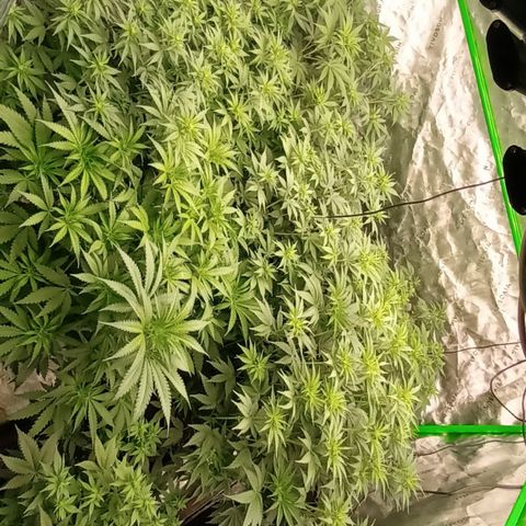 Cherry Pie  growlog timeline photo