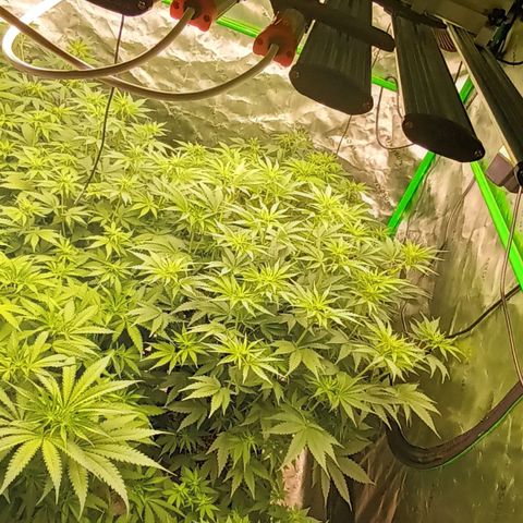 Cherry Pie  growlog timeline photo