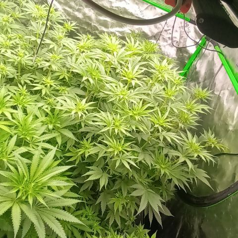 Cherry Pie  growlog timeline photo