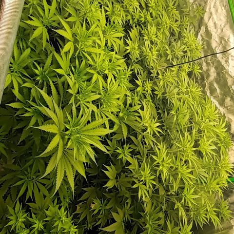 Cherry Pie  growlog timeline photo