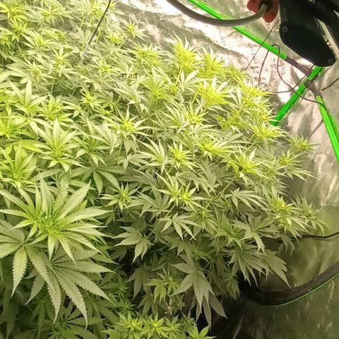 Cherry Pie  growlog timeline photo