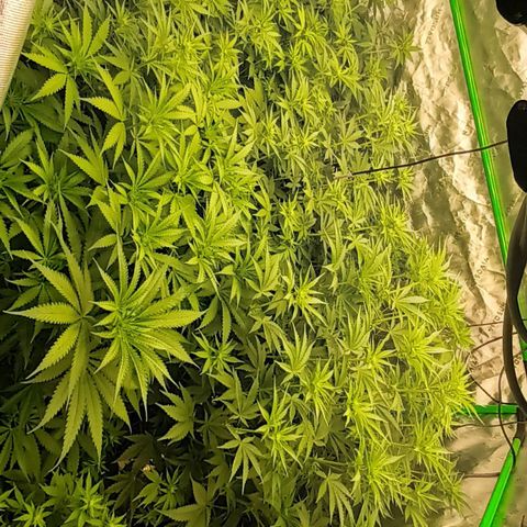 Cherry Pie  growlog timeline photo