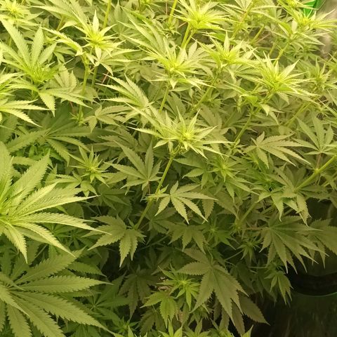 Cherry Pie  growlog timeline photo