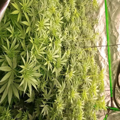 Cherry Pie  growlog timeline photo