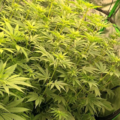 Cherry Pie  growlog timeline photo