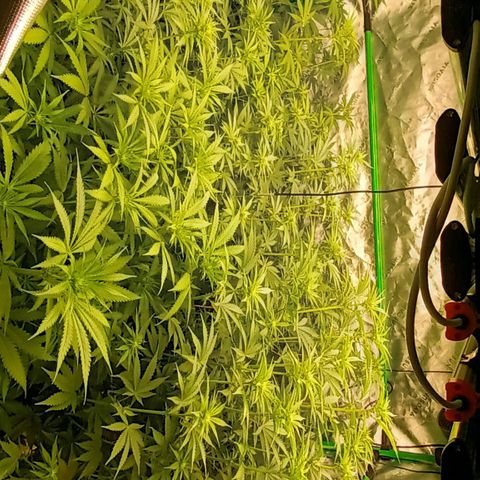 Cherry Pie  growlog timeline photo