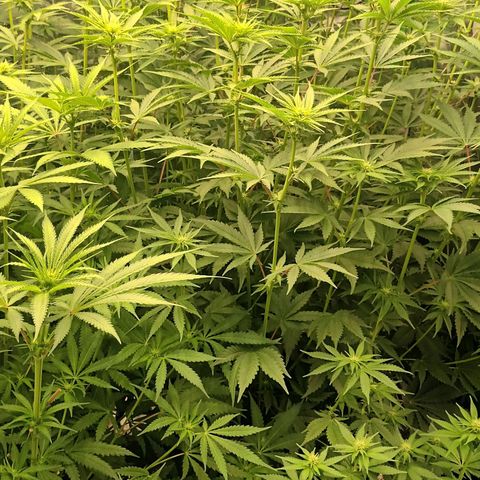 Cherry Pie  growlog timeline photo