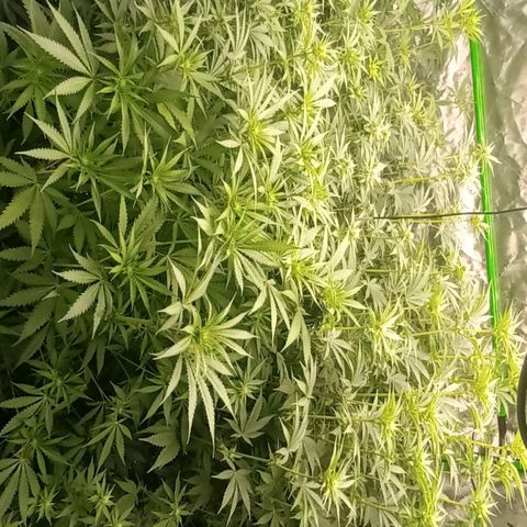 Cherry Pie  growlog timeline photo